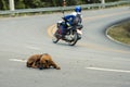 selective focus stray dog Ã¢â¬â¹Ã¢â¬â¹lying on the street There is room for text. The concept of the danger of driving on the road